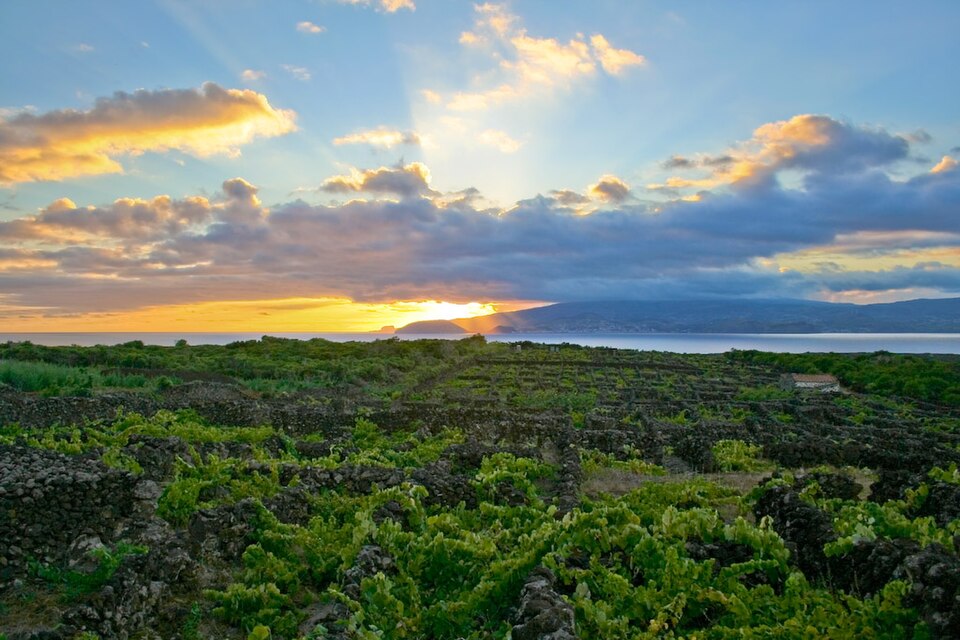 Landscape of the Pico Island Vineyard Culture