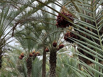 Cultural Sites of Al Ain (Hafit, Hili, Bidaa Bint Saud and Oases Areas)
