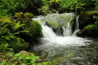 Colchic Rainforests and Wetlands