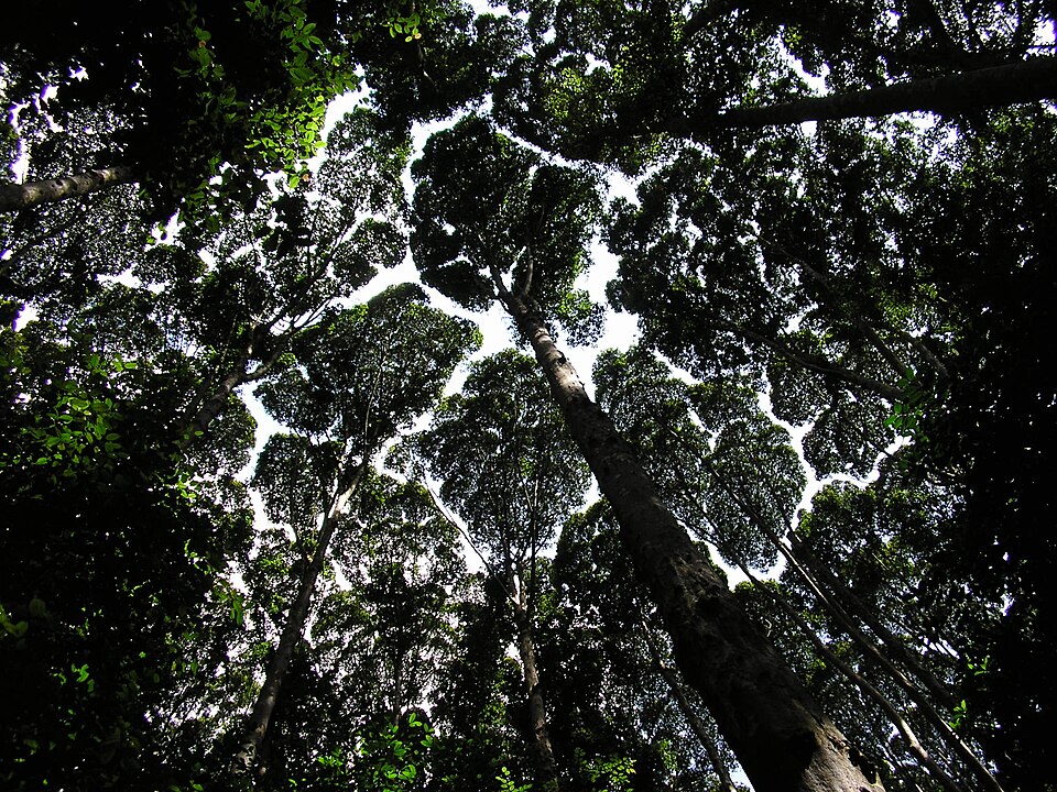 Forest Research Institute Malaysia Forest Park Selangor