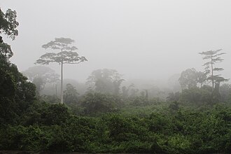 Taï National Park