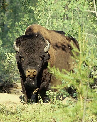 Wood Buffalo National Park