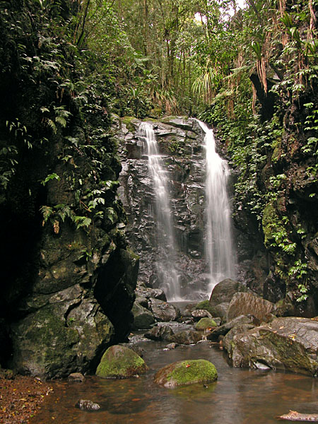 Gondwana Rainforests of Australia