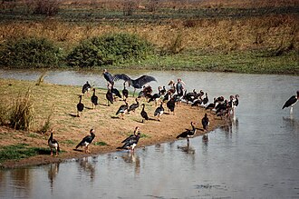 Manovo-Gounda St Floris National Park