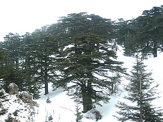 Ouadi Qadisha (the Holy Valley) and the Forest of the Cedars of God (Horsh Arz el-Rab)